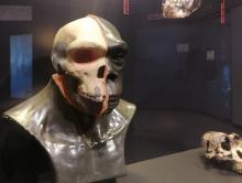 Cradle of humankind
