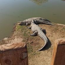 Grade 2s went on a day trip to the Crocodile and Reptile Park