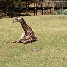 Lion Park