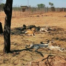 Grade 4 trip to Lion Park