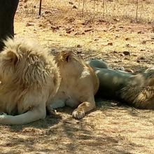 Grade 4 trip to Lion Park