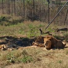 Grade 3 trip to the Lion and Safari Park