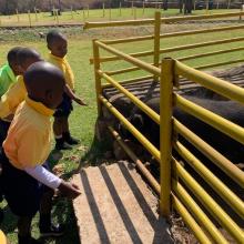 Grade RR and R Rietvlei Animal Farm visit