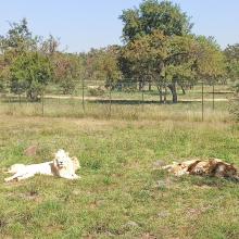 Grade 3 trip to the Lion and Safari Park