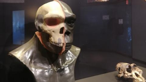 Cradle of humankind Cradle of humankind