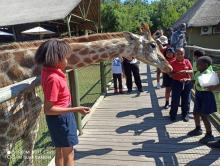 Grade 3 Lion and Safari Park